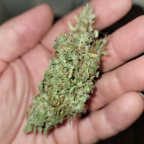 Mango Hashplant growlog timeline photo