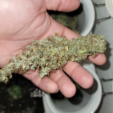 Mango Hashplant growlog timeline photo