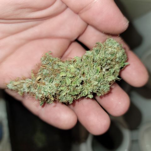 Mango Hashplant growlog timeline photo