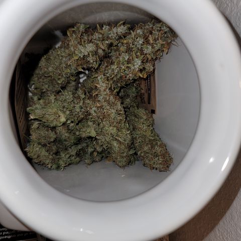 Mango Hashplant growlog timeline photo
