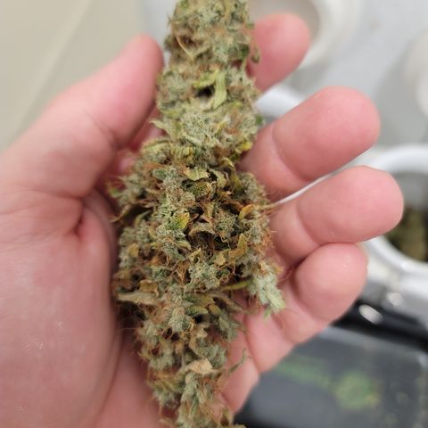 Mango Hashplant growlog timeline photo