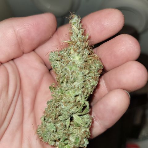 Mango Hashplant growlog timeline photo
