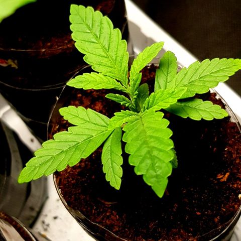 Skunk #1 #1 - 7.1 w/f growlog timeline photo