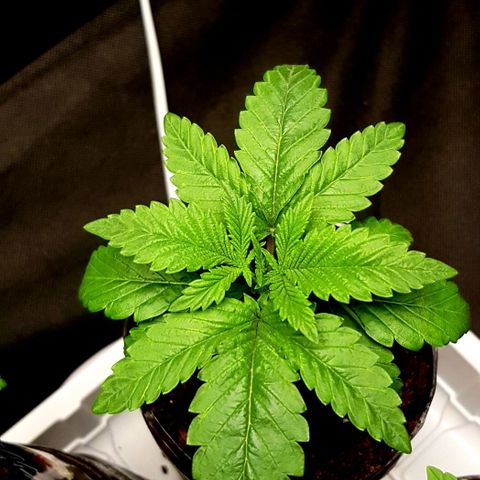 Skunk #1 #2 - 7.1 w/f growlog timeline photo