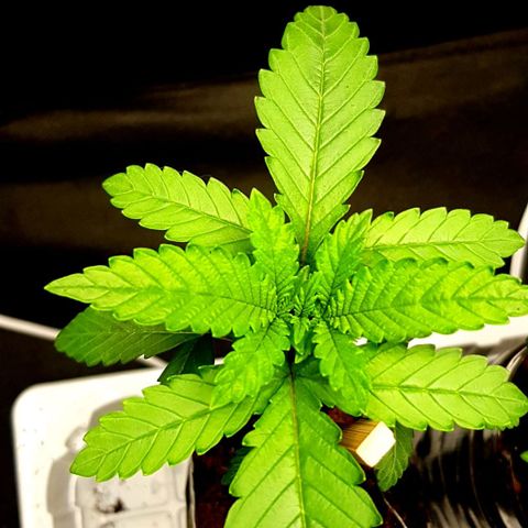 N13 Kush #1 - 9.2 w/f growlog timeline photo