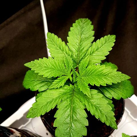 Skunk #1 #2 - 7.1 w/f growlog timeline photo