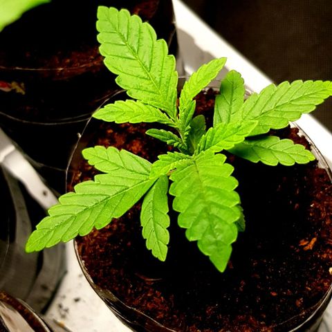 Skunk #1 #1 - 7.1 w/f growlog timeline photo