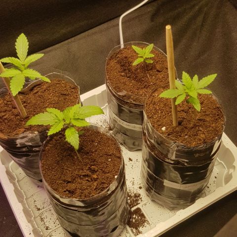 N13 Kush #1 - 9.2 w/f growlog photo: second day of using Mars Hydro Ts 1000