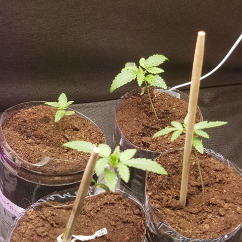 N13 Kush #1 - 9.2 w/f growlog photo: second day of using Mars Hydro Ts 1000