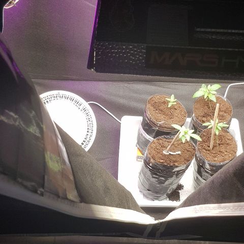 N13 Kush #1 - 9.2 w/f growlog photo: second day of using Mars Hydro Ts 1000