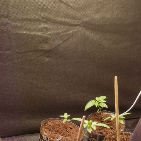 N13 Kush #1 - 9.2 w/f growlog photo: second day of using Mars Hydro Ts 1000