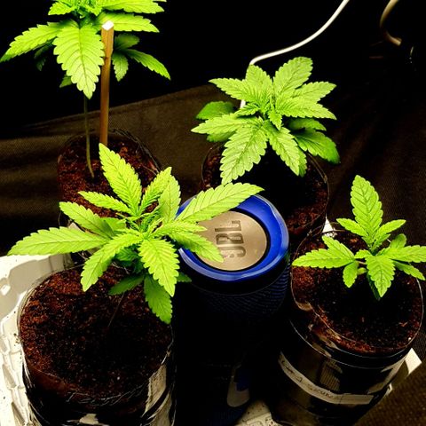 N13 Kush #1 - 9.2 w/f growlog photo: Tone Generator, tuned to 33hz~1hr & 432hz~1hr