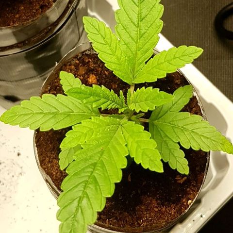 Skunk #1 #1 - 7.1 w/f growlog timeline photo