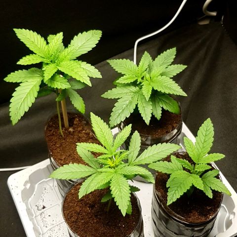 N13 Kush #1 - 9.2 w/f growlog timeline photo