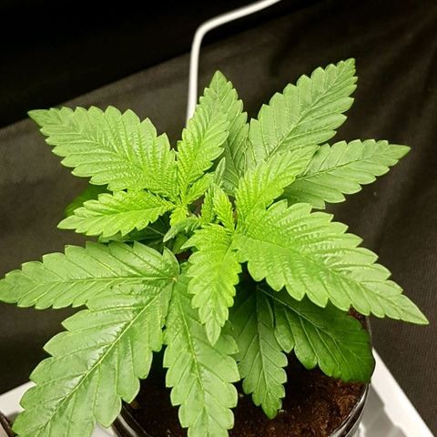 Skunk #1 #2 - 7.1 w/f growlog timeline photo
