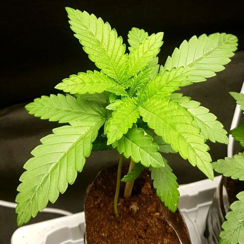 N13 Kush #1 - 9.2 w/f growlog timeline photo