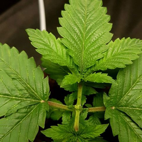 Skunk #1 #2 - 7.1 w/f growlog photo: First Topping. 