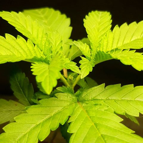 N13 Kush #1 - 9.2 w/f growlog photo: First Topping.