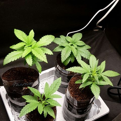 N13 Kush #1 - 9.2 w/f growlog timeline photo