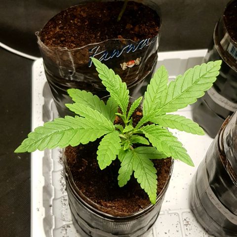Skunk #1 #1 - 7.1 w/f growlog timeline photo