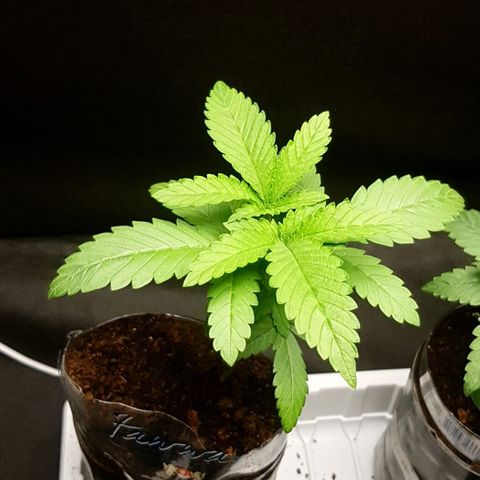 N13 Kush #1 - 9.2 w/f growlog timeline photo