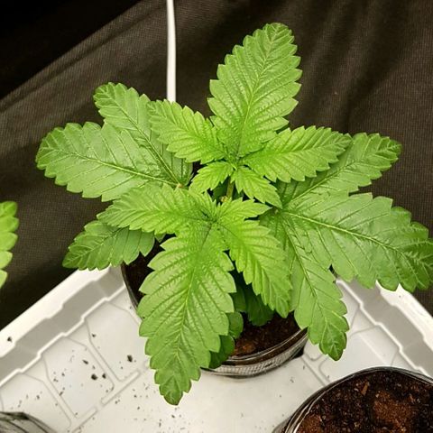 Skunk #1 #2 - 7.1 w/f growlog timeline photo
