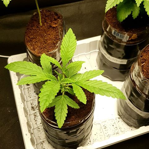 Skunk #1 #1 - 7.1 w/f growlog timeline photo