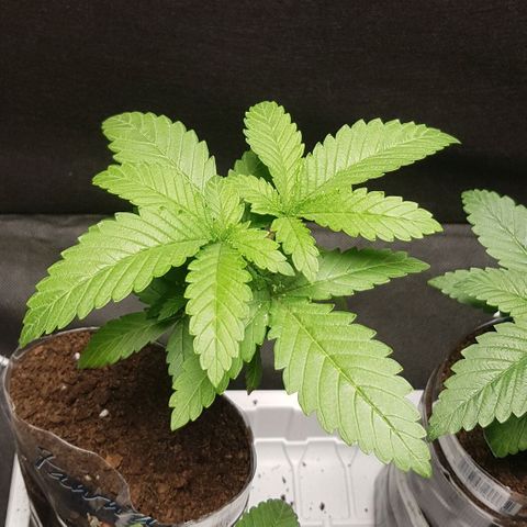 N13 Kush #1 - 9.2 w/f growlog photo: Noticed white spots will observe more in the next coming days