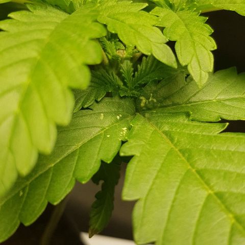N13 Kush #1 - 9.2 w/f growlog timeline photo