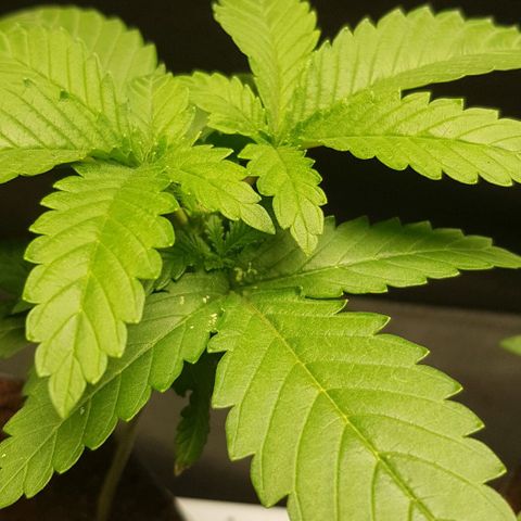 N13 Kush #1 - 9.2 w/f growlog timeline photo