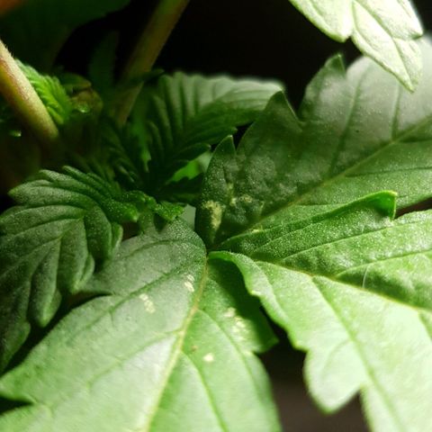 N13 Kush #1 - 9.2 w/f growlog timeline photo