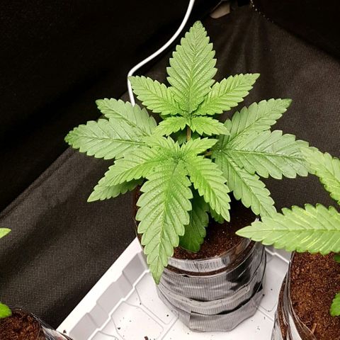 Skunk #1 #2 - 7.1 w/f growlog timeline photo