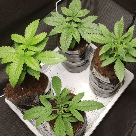 N13 Kush #1 - 9.2 w/f growlog timeline photo