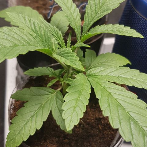 Skunk #1 #1 - 7.1 w/f growlog timeline photo
