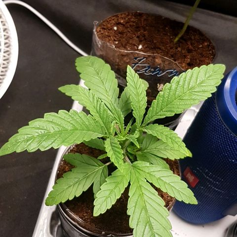 Skunk #1 #1 - 7.1 w/f growlog timeline photo