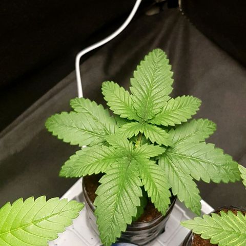 Skunk #1 #2 - 7.1 w/f growlog timeline photo