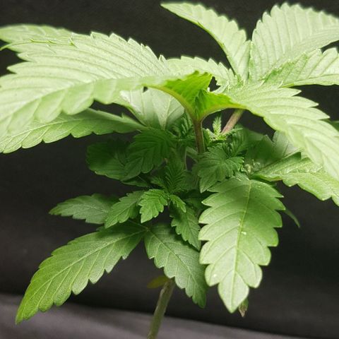 N13 Kush #1 - 9.2 w/f growlog timeline photo