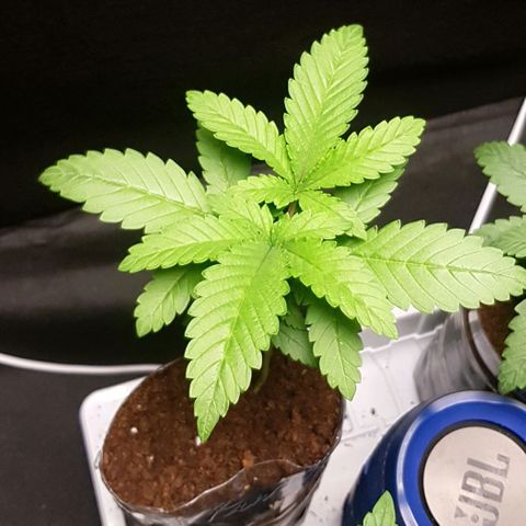 N13 Kush #1 - 9.2 w/f growlog timeline photo