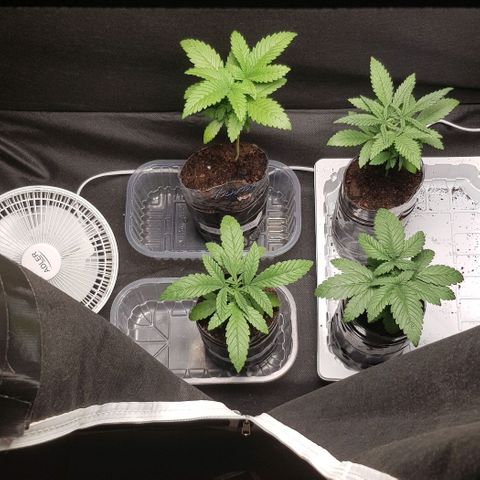 N13 Kush #1 - 9.2 w/f growlog timeline photo