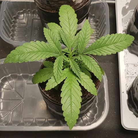 Skunk #1 #1 - 7.1 w/f growlog timeline photo