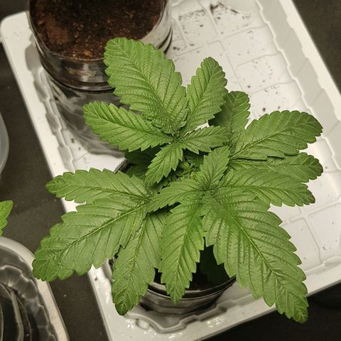 Skunk #1 #2 - 7.1 w/f growlog timeline photo