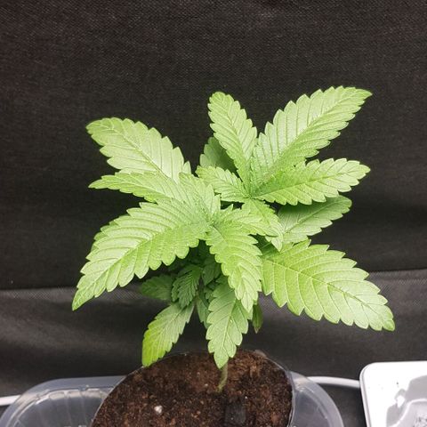N13 Kush #1 - 9.2 w/f growlog timeline photo