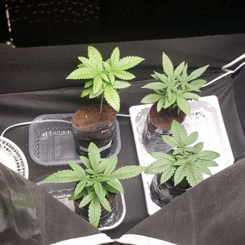 N13 Kush #1 - 9.2 w/f growlog timeline photo