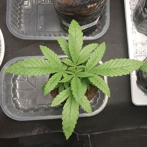 Skunk #1 #1 - 7.1 w/f growlog timeline photo