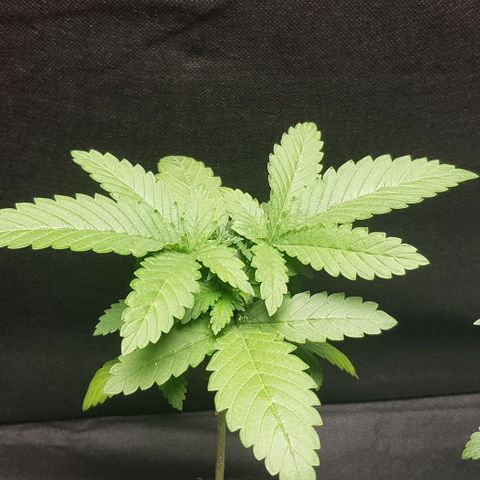 N13 Kush #1 - 9.2 w/f growlog timeline photo