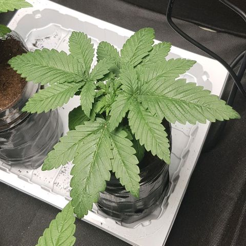 Skunk #1 #2 - 7.1 w/f growlog timeline photo
