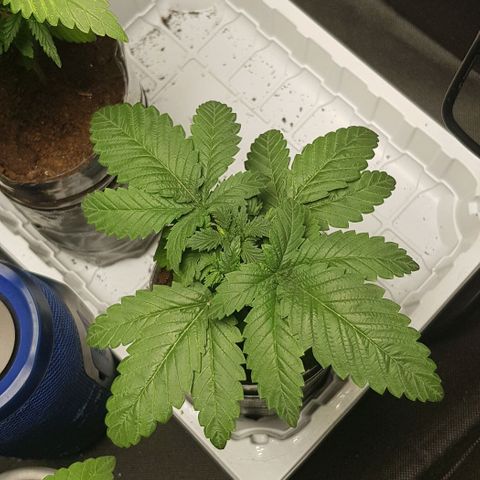 Skunk #1 #2 - 7.1 w/f growlog timeline photo