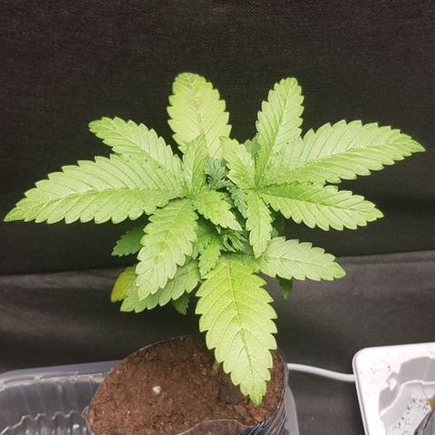N13 Kush #1 - 9.2 w/f growlog timeline photo