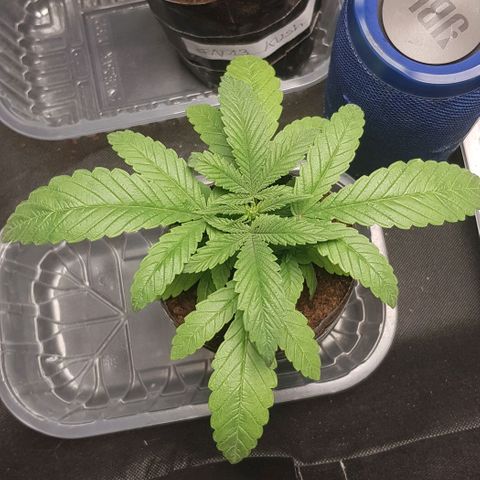 Skunk #1 #1 - 7.1 w/f growlog timeline photo