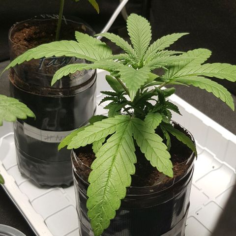 Skunk #1 #1 - 7.1 w/f growlog timeline photo